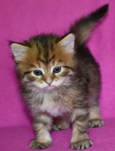 Sibirisk kattunge Mimas