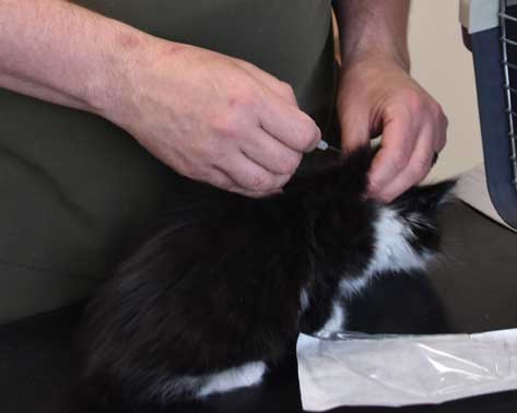 Sibirisk kattunge Lewis