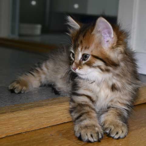 Sibirisk kattunge Mimas