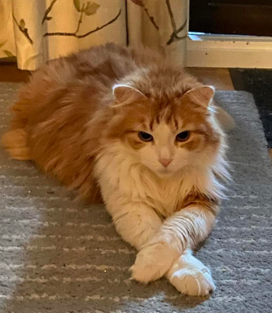 Sibirisk katt Pollux