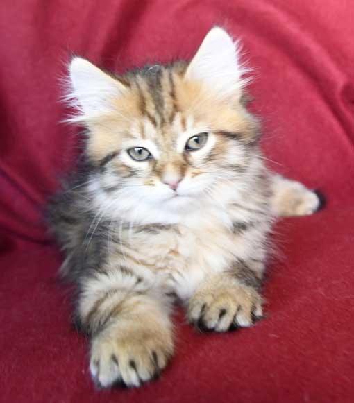 Sibirisk kattunge Mimas