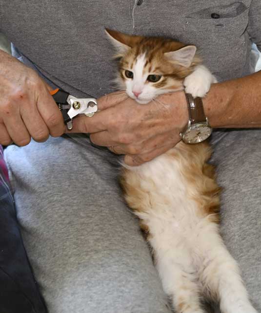 Sibirisk kattunge Lambert