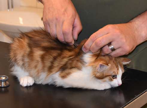 Sibirisk kattunge Lambert