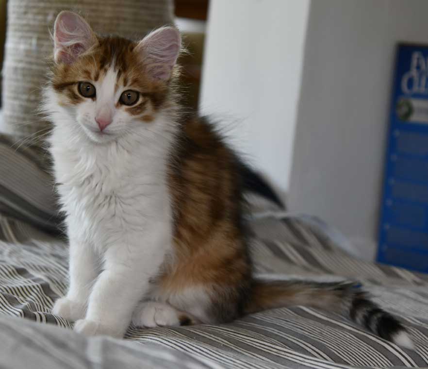 Sibirisk kattunge Lambert