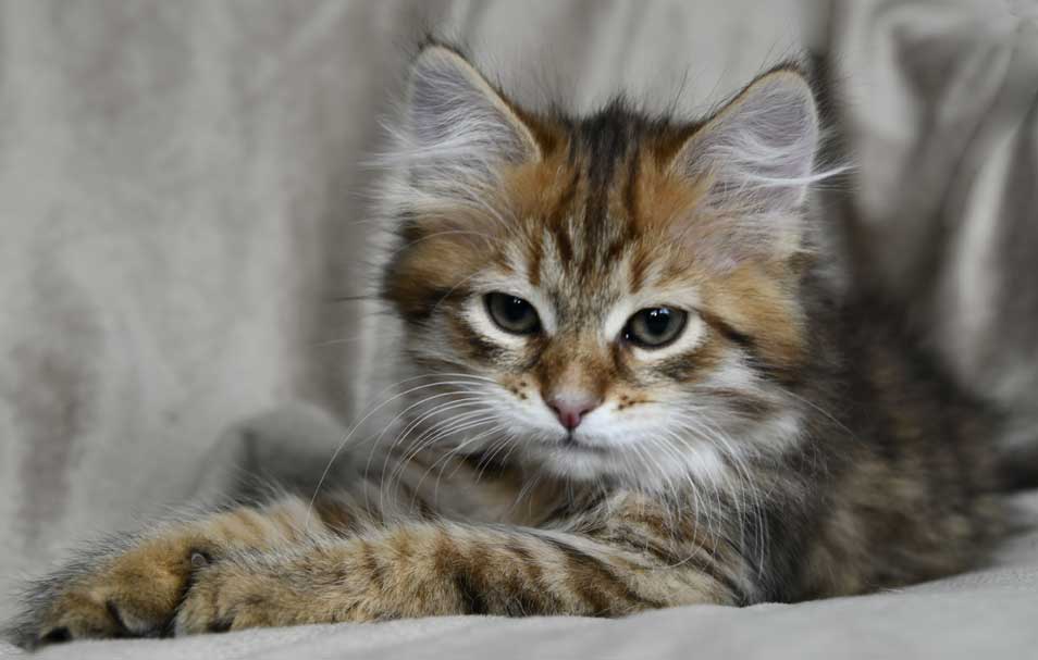Sibirisk kattunge Mimas