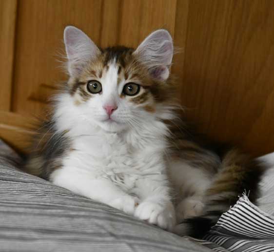 Sibirisk kattunge Lambert