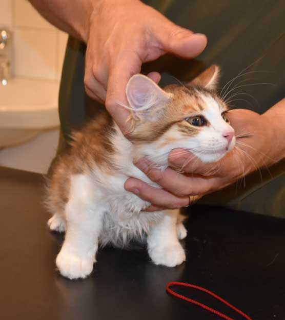 Sibirisk kattunge Lambert