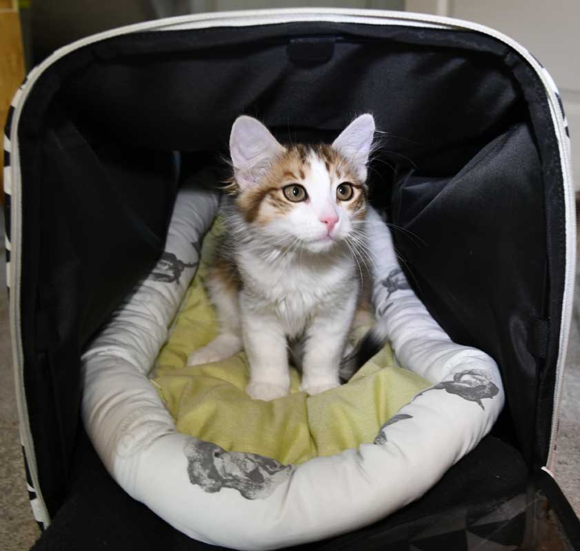 Sibirisk kattunge Lambert