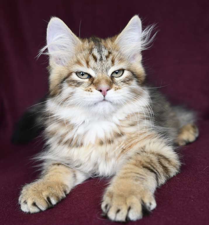 Sibirisk kattunge Mimas