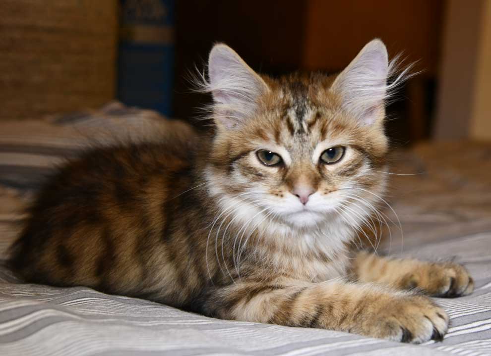 Sibirisk kattunge Mimas