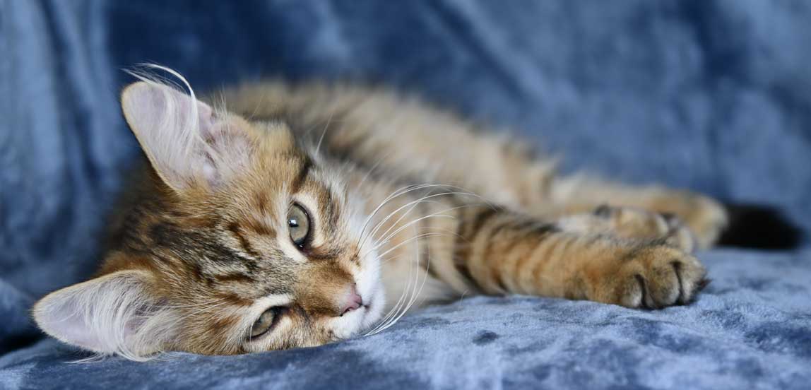 Sibirisk kattunge Mimas