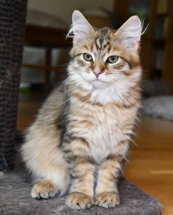 Sibirisk kattunge Mimas