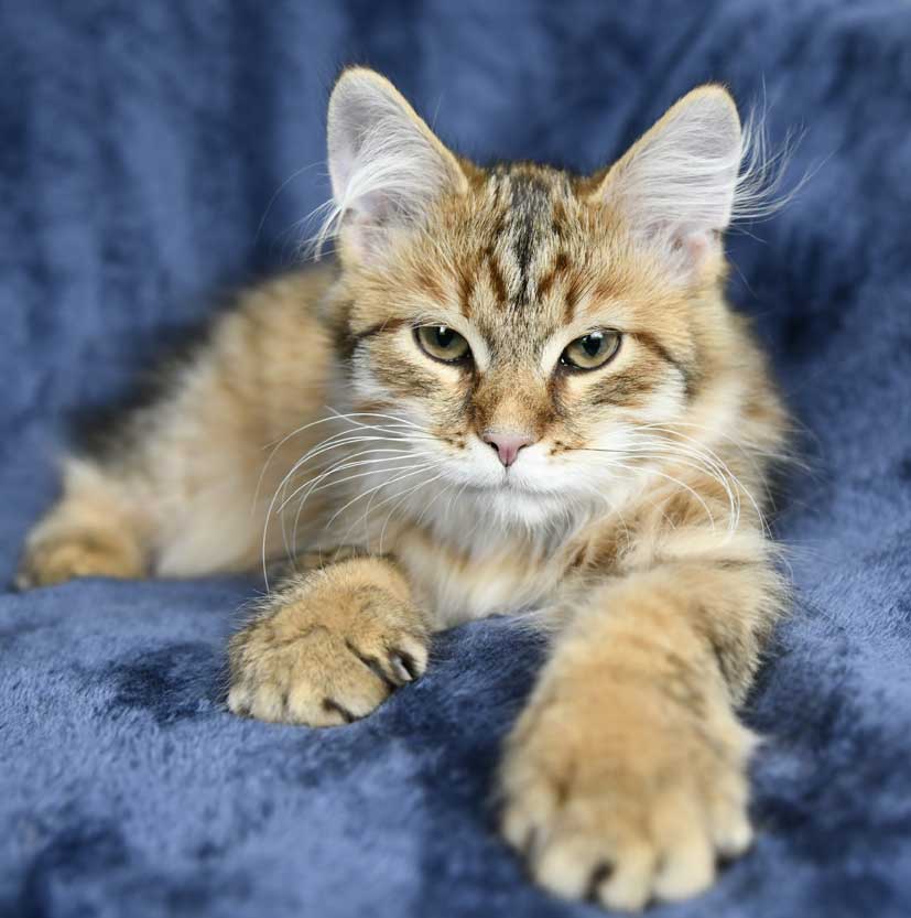 Sibirisk kattunge Mimas