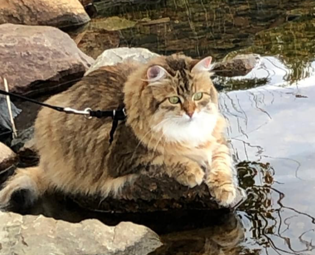 Sibirisk katt Fujita