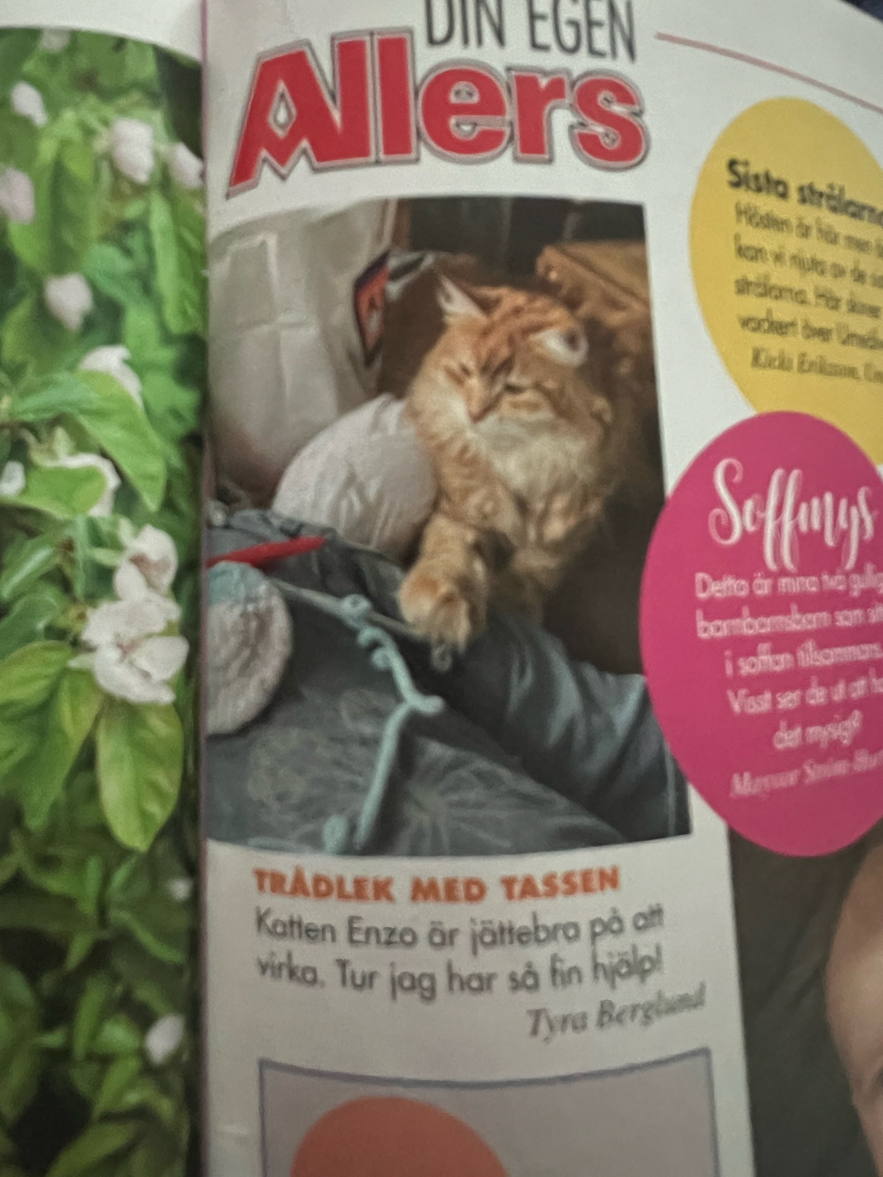 Sibirisk katt Ferrari