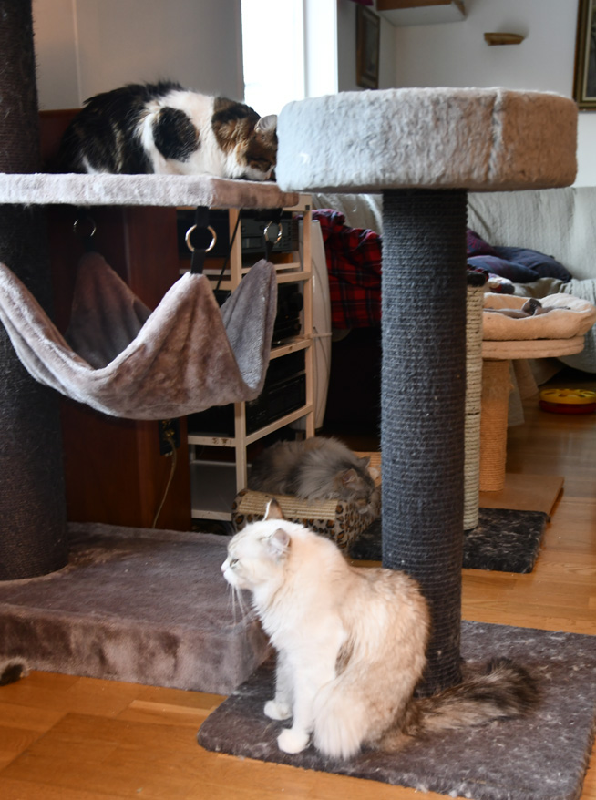 Systrarna Vickie  och Whiffi med tant Zinnie