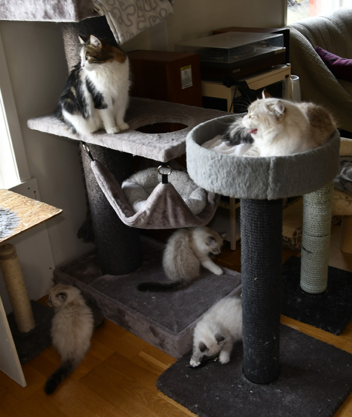 Systrana Vickie o Whiffi med O3-kullen