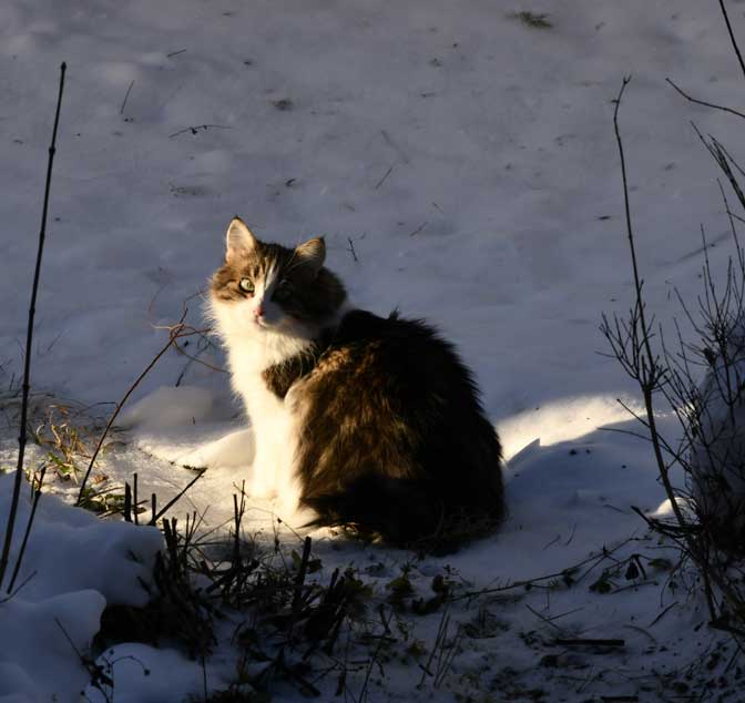 Sibirisk katt Vickie