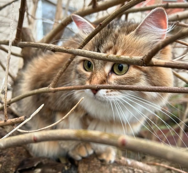 Sibirisk katt Fujita