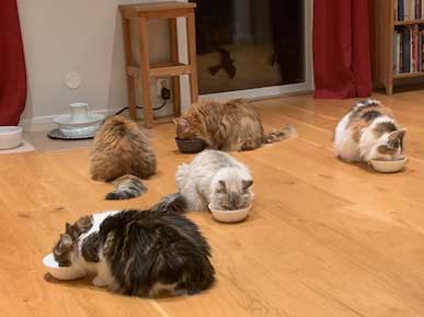 Sibirisk katt Starskys