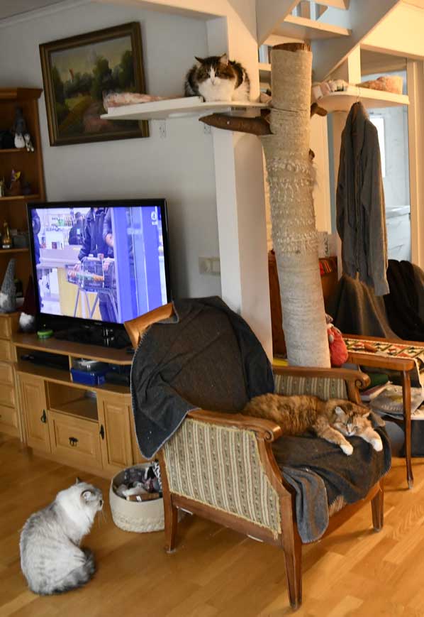 Sibirisk katt Whiffi Vickie Dani