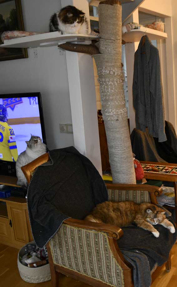 Sibiriska katter Whiffi Vickie Dani