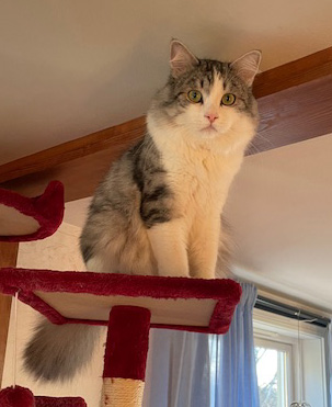Sibirisk katt Noël