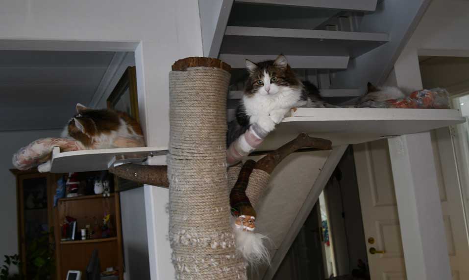 SIB NEM Tracie, Vickie, Whiffi 