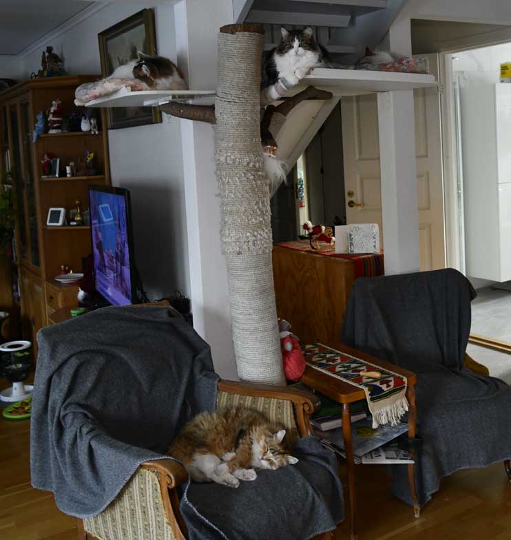 SIB NEM Tracie, Vickie, Whiffi o Dani