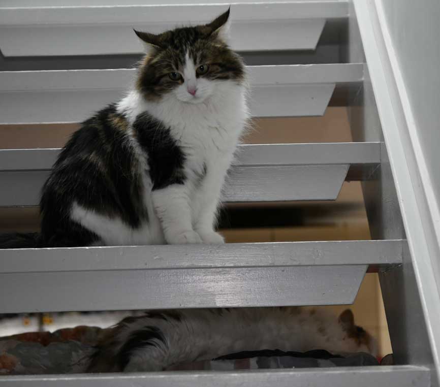 Sibirisk katt Vickie och Tracie