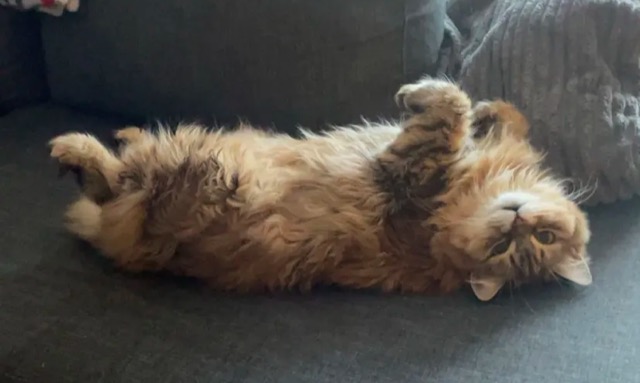 Sibirisk katt Odilia