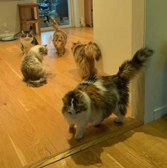 Sibirisk katt Våra Starskys