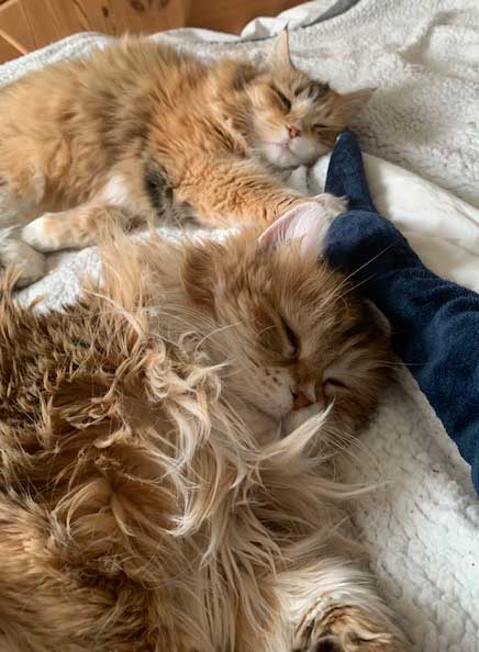 Sibirisk katt Dani och Uni