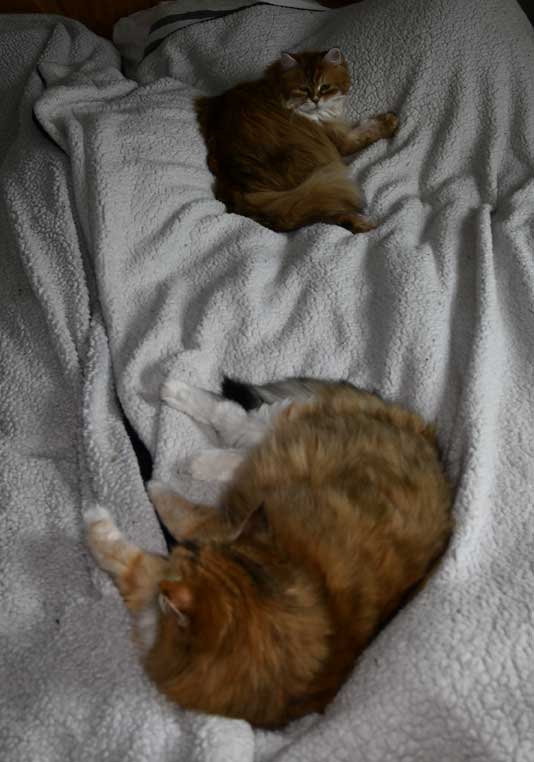 Sibirisk katt Uni och Dani