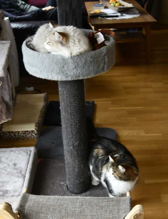 Sib Vickie och NEM Whiffi