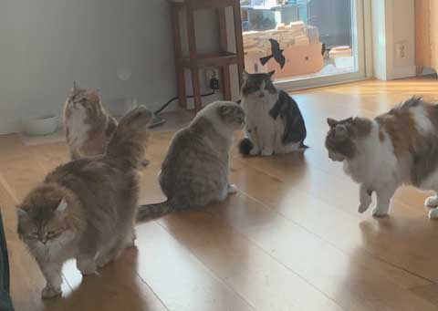 SI i Nem Våra katter