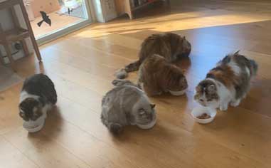 SIB o NEM Våra katter