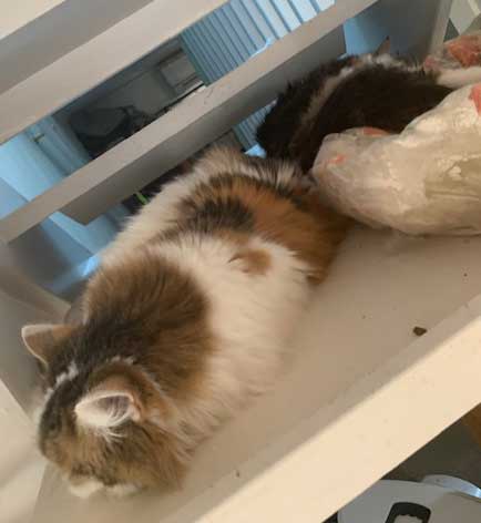 ibirisk katt Tracie o Vickie