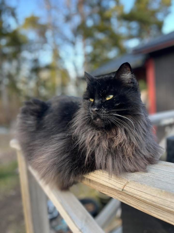 Sibirisk katt Juric