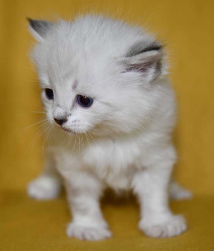Neva Masuerade kattunge Ruby