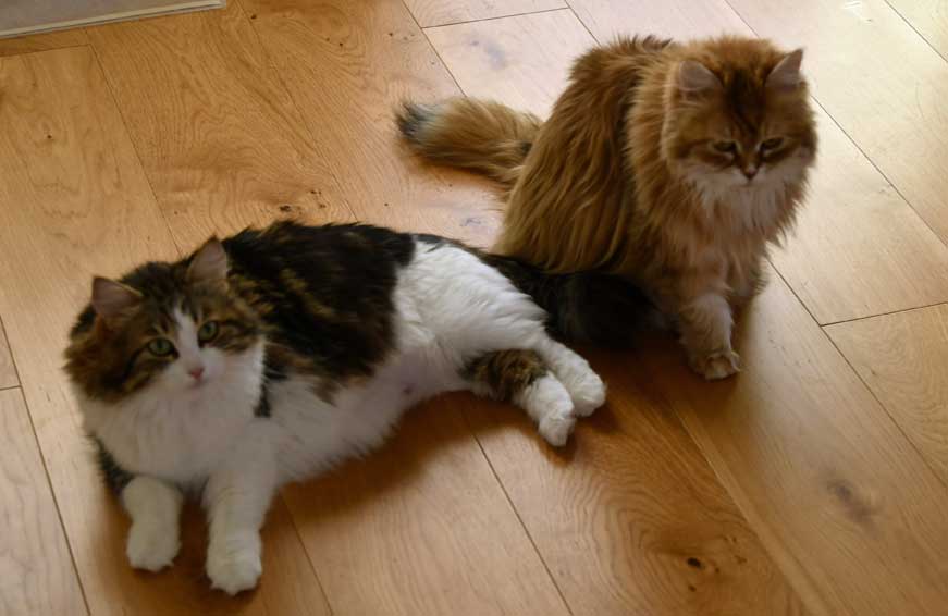Sibiriska katter Vickie och Uni