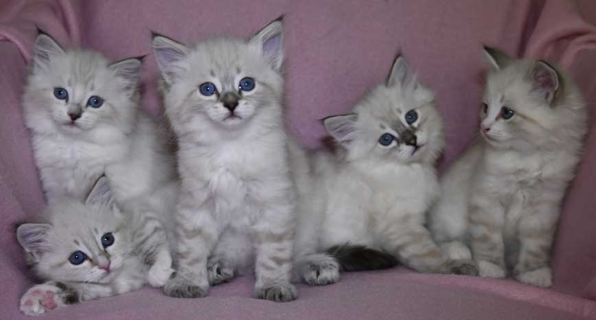 Neva Masquerade kattungar R3-kull