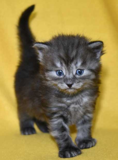 Sibirisk kattunge Skip