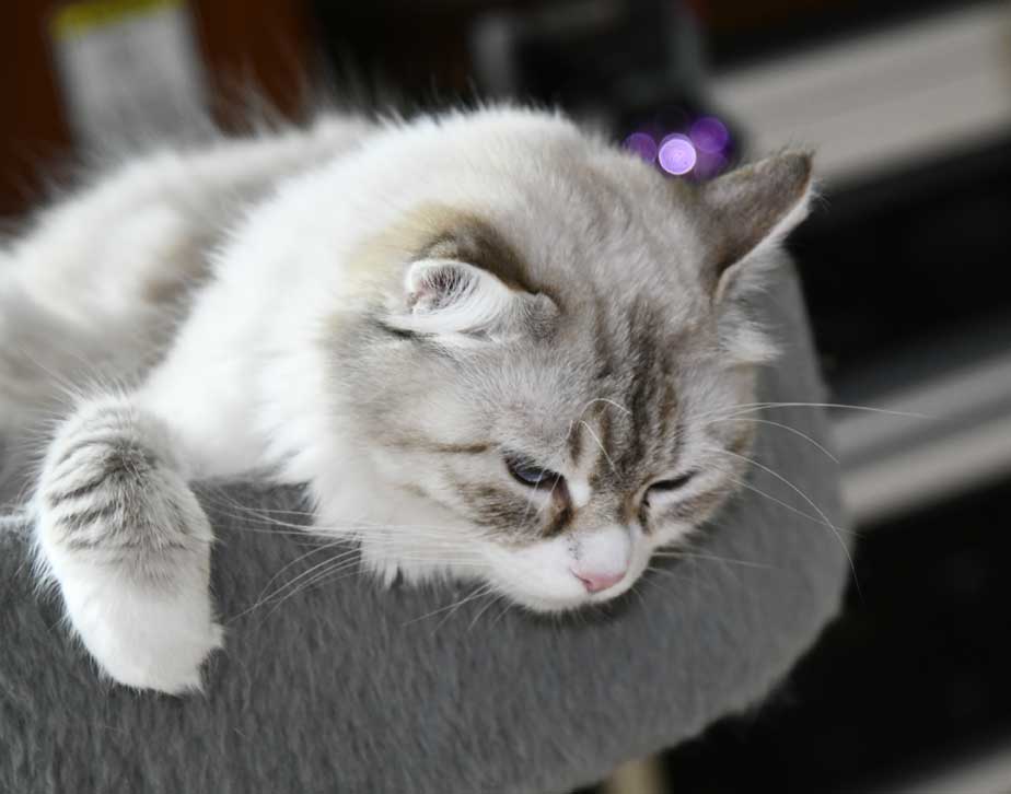 Neva Masquerade katt Whiffi
