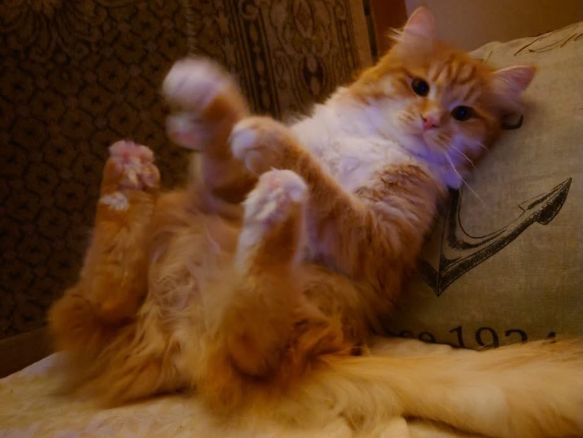Sibirisk katt Algol