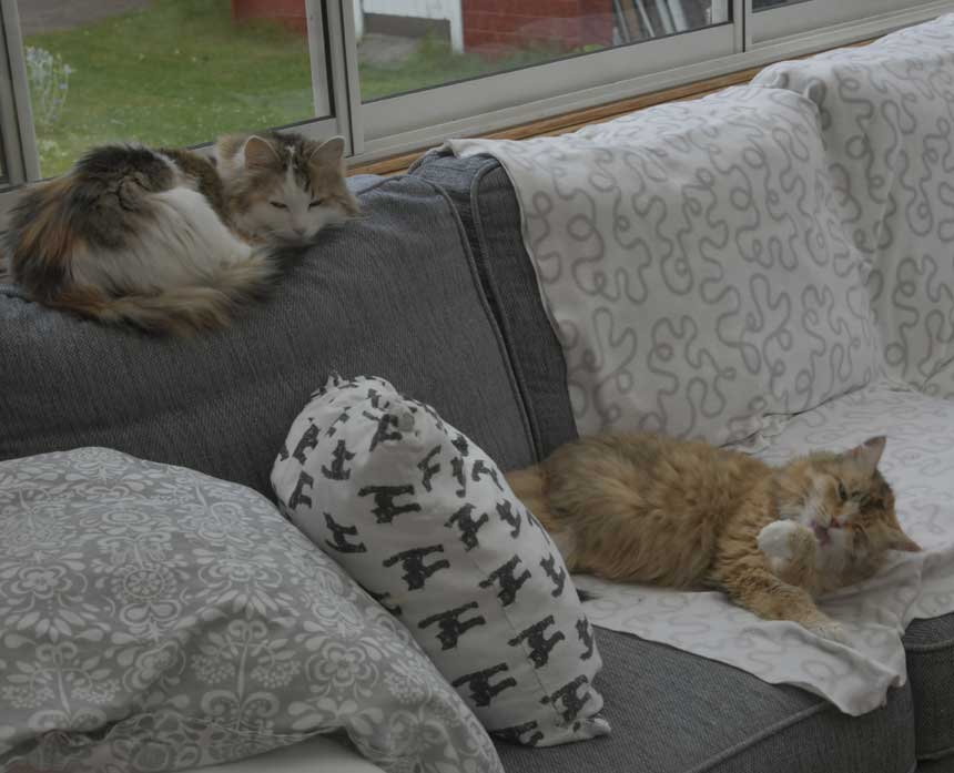 Sibirisk katt Tracie o Dani