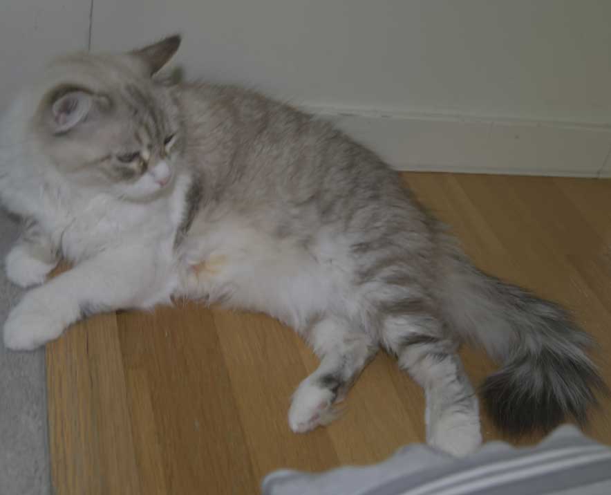 Neva Masquerade katt Whiffi