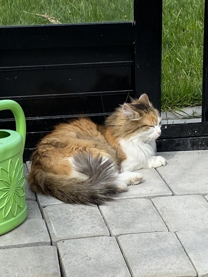 Sibirisk katt Gaia