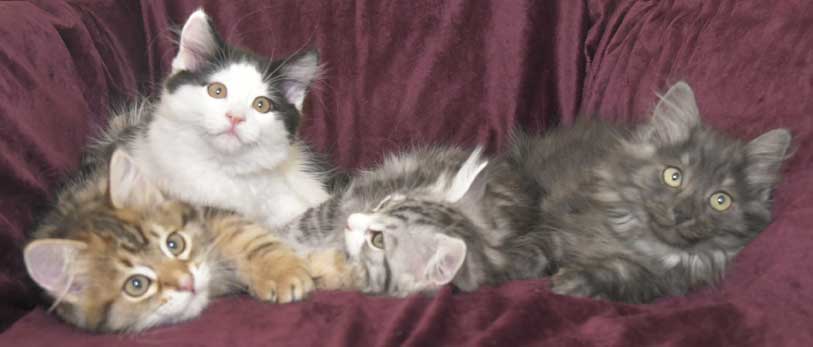 Sibiriska kattungar S3-kull