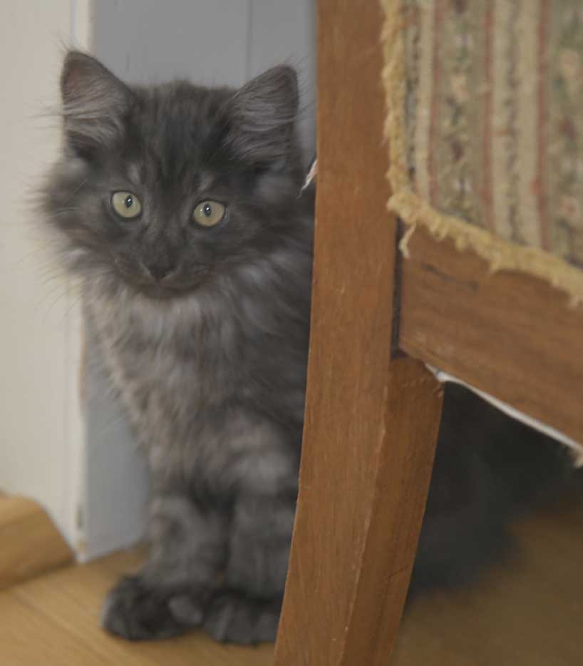 Sibirisk kattunge Skip